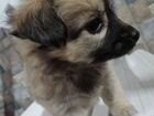 Собаки чихуахуа щенок объявление продам