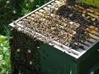 Улья с пчелами объявление продам