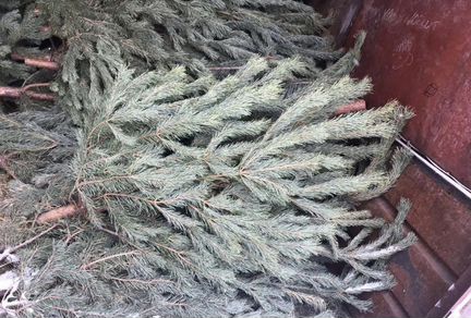 Живая Русская ель