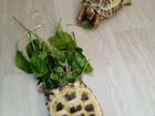 Черепахи сухопутные. Девочка и мальчик
