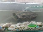 Продается красноухая черепаха вместе с аквариумом