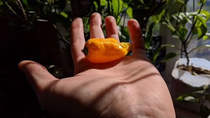 Семена (не плоды) острого перца trinidad scorpion