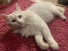Найдена кошка турецкая ангорка белая объявление продам