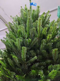 Продам пихту норманда
