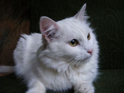 Бэллочка - выброшенная нежность (метис ангорской)