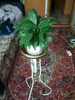 Женское счастье