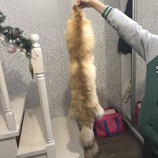 Шкура лисы
