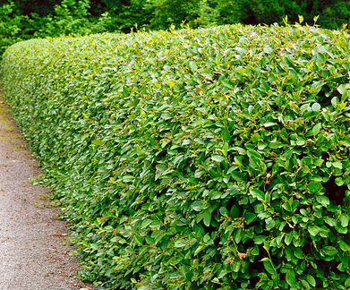 Кизильник блестящий 0.4 - 0.6 м