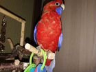Птенцы попугая Розеллы объявление продам