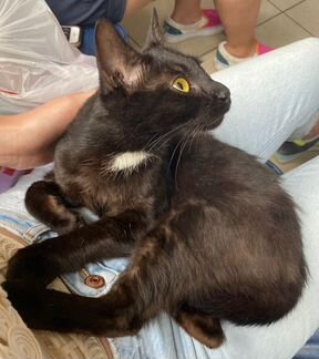 Ласковая котя в дар