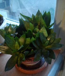 Сансевьера «Щучий хвост»