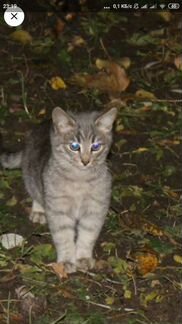 Котёнок Павлуша, 3 мес