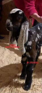 Козочки и козлики камори-нубийские и козочки англо