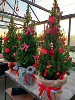 Ель живая в горшочке 90см