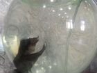 Круглый аквариум 20-25 литров с рыбкой телескоп объявление продам