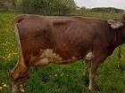 Корова дойная породы швиц-джерси