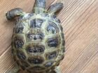 Черепаха сухопутная продам за 3 тыс объявление продам
