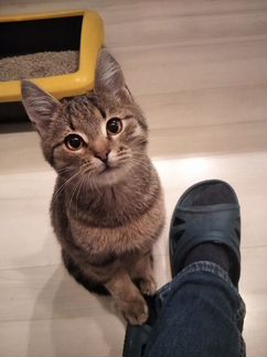 Котенок в добрые руки