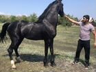 Катание на лошадях, фотосессия объявление продам