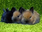 Карликовые кролики породы ColorDwarf и LeonHead