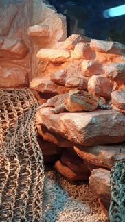 Бородатая Агама