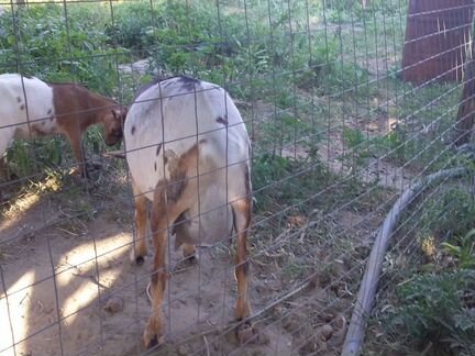 Продается дойная камерунская коза и козлик на плем - фотография № 7