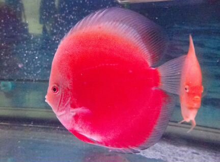 Rеd white discus, в размере: 11-12см