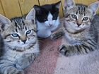 Отдадим котят в добрые руки (сибирские котята)