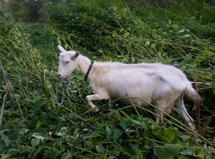 Зааненская коза, козлик на племя - фотография № 1