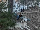 Собака западно-сибирская Лайка объявление продам