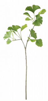 Полиэкстракт Гинкго Билоба