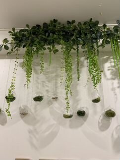 Лиана Шефлера