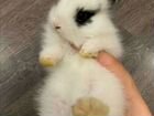 Декоративный Кролик объявление продам