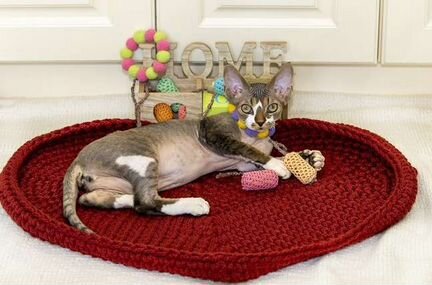 Мои дорогие дети: молодая кошка красавица