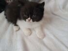 Экзотическая кошка коротношорстная объявление продам
