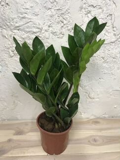 Замиокулькас Zamiifolia