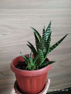 Алоэ, комнатные растения