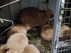 Кролики нзб, бургундская