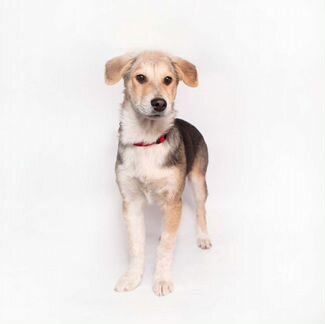 Щенок ищет дом