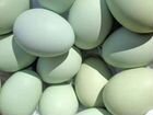 Яйца Инкубационны Ухейилюй объявление продам
