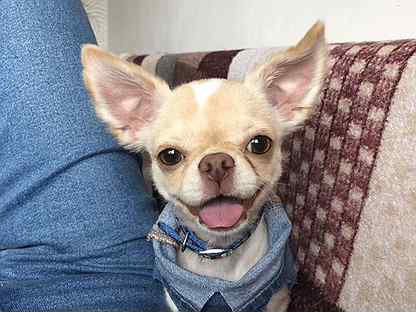 чихуахуа тюмень