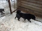 Продам щенка русско-европейской лайки объявление продам