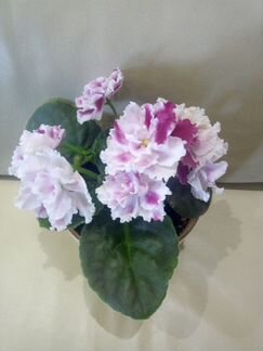 Фиалки (сортовые, Petite Blarney)
