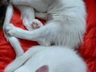 Котят в добрые руки от Турецкой ангора объявление продам