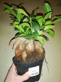 Фикус Микрокарпа