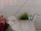Чистокровный котенок серебристой шиншиллы