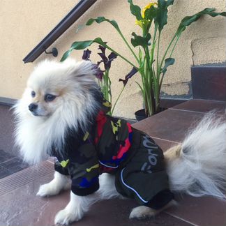 Новая одежда для собак «Радуга