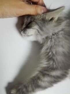 Фунтику сложно найти дом