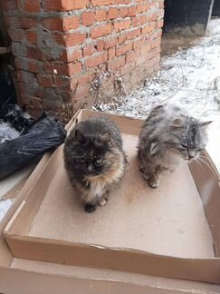 Котики кошка черепахового окраса в добрые руки
