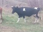 Коровы дойные молочные
